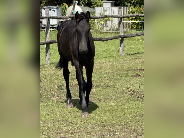 Friesian horses Stallion 1 year 14,2 hh Black in Pöllau