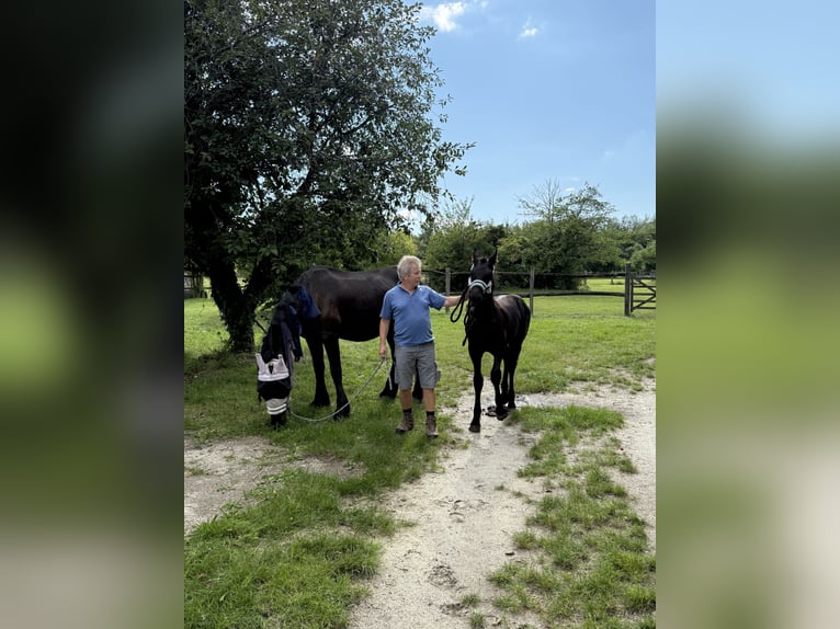 Friesian horses Stallion 1 year 14,2 hh Black in Pöllau