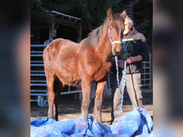 Friesian horses Mix Stallion 1 year 15,1 hh Brown in Gemmerich