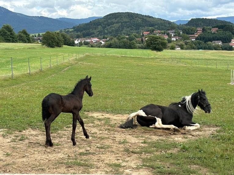 Friesian horses Mix Stallion 1 year 15,2 hh Black in Arrach