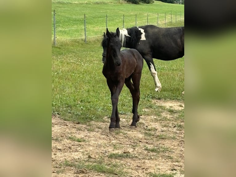 Friesian horses Mix Stallion 1 year 15,2 hh Black in Arrach