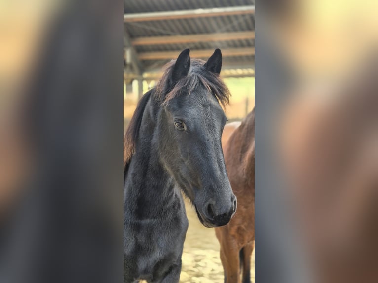 Friesian horses Stallion 1 year 15 hh Black in Hofheim am Taunus