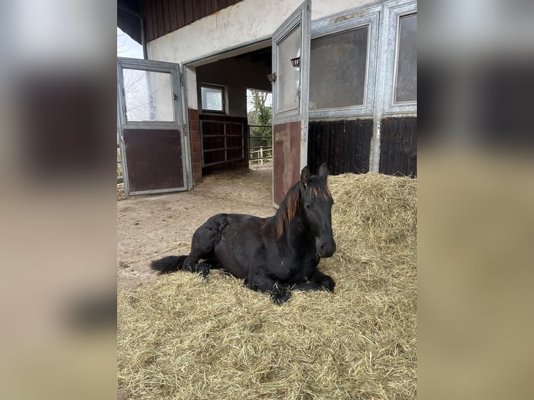 Friesian horses Stallion 1 year 15,1 hh Black in Feldkirchen-Westerham