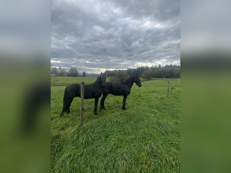 Friesian horses Stallion 1 year 15,1 hh Black in Feldkirchen-Westerham Friesian horses Stallion 1 year 15,1 hh Black in Feldkirchen-Westerham