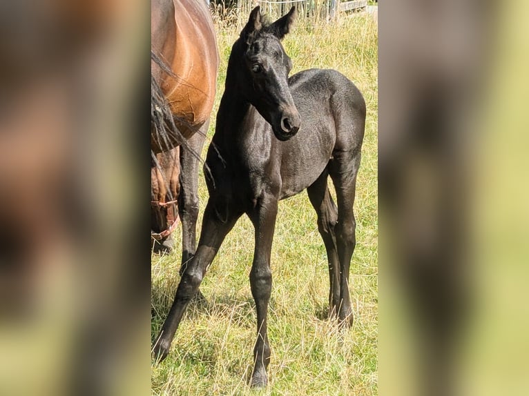 Friesian horses Mix Stallion 1 year 15,3 hh Black in Scheibenberg