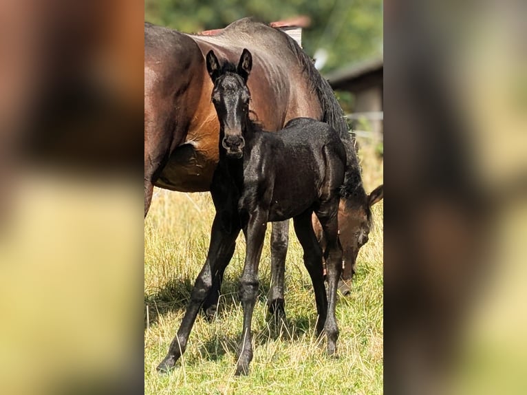 Friesian horses Mix Stallion 1 year 15,3 hh Black in Scheibenberg
