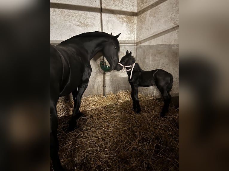 Friesian horses Stallion 1 year 16,1 hh Black in Meinerzhagen