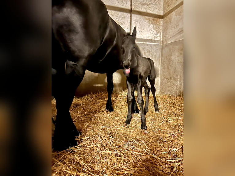 Friesian horses Stallion 1 year 16,1 hh Black in Meinerzhagen