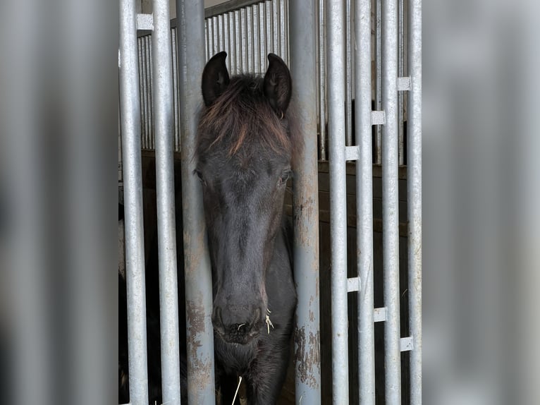 Friesian horses Stallion 1 year 16,1 hh Black in Meinerzhagen