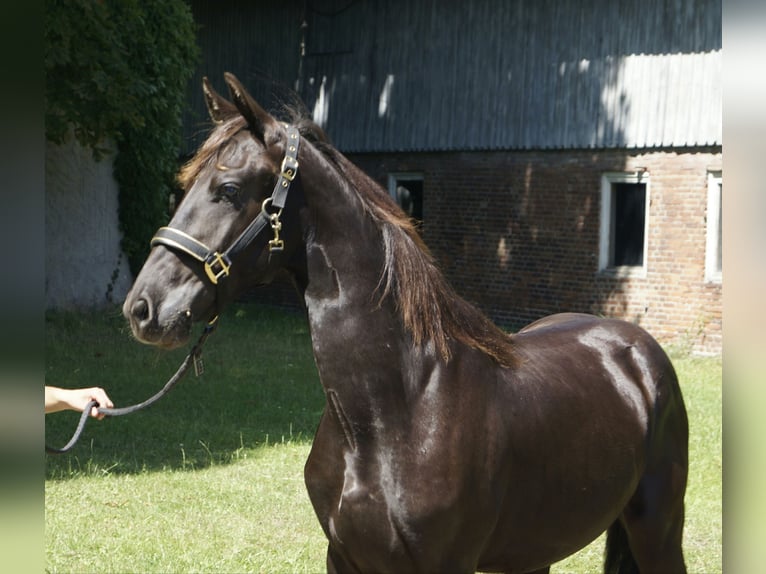 Friesian horses Stallion 1 year 16 hh Black in Hamburg