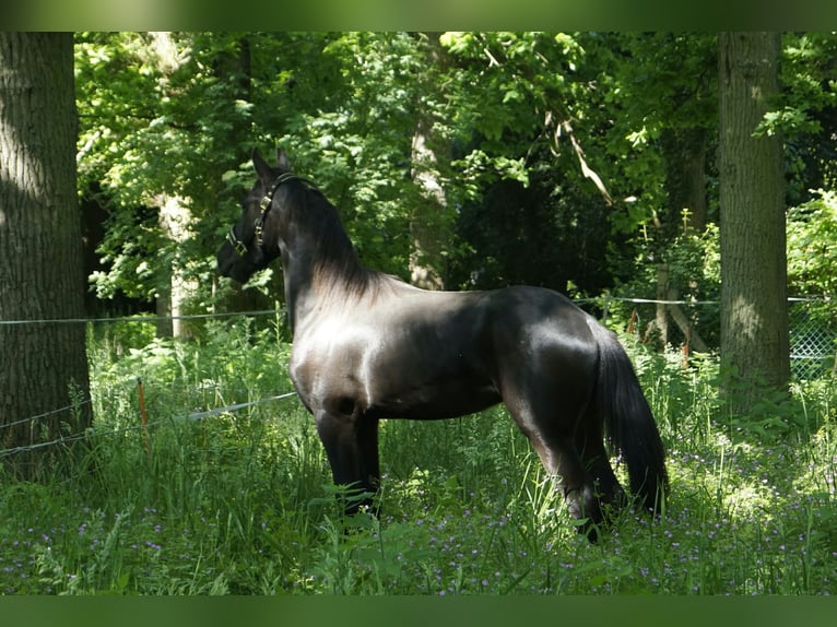 Friesian horses Stallion 1 year 16 hh Black in Hamburg