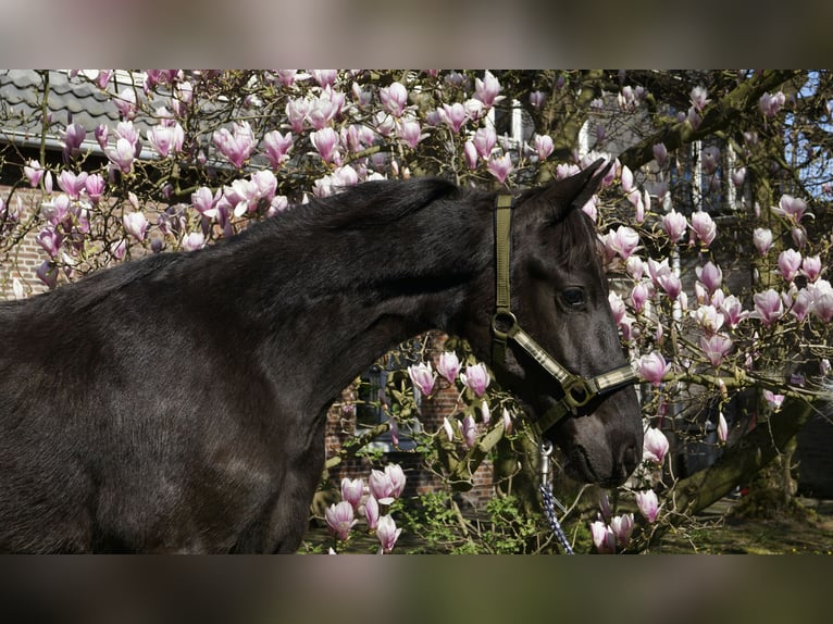 Friesian horses Stallion 1 year 16 hh Black in Hamburg