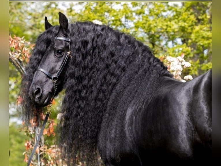 Friesian horses Stallion 1 year Black in BÜtgenbach
