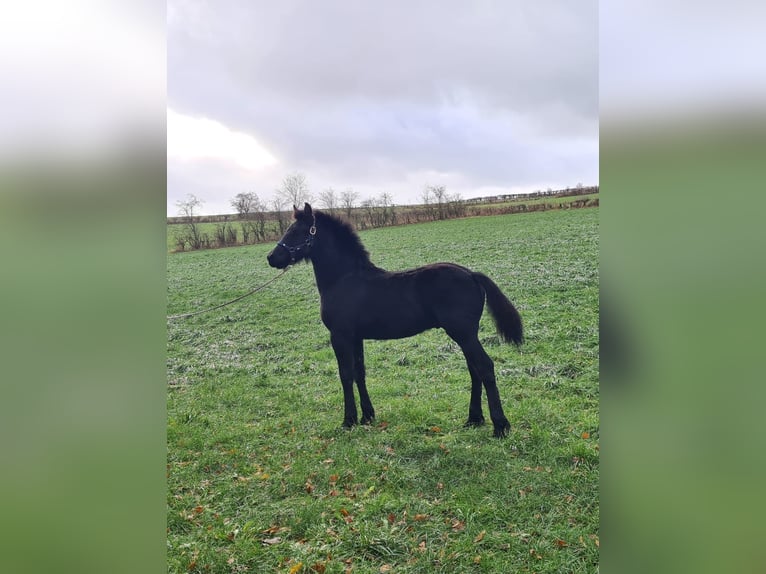 Friesian horses Stallion 1 year Black in BÜtgenbach