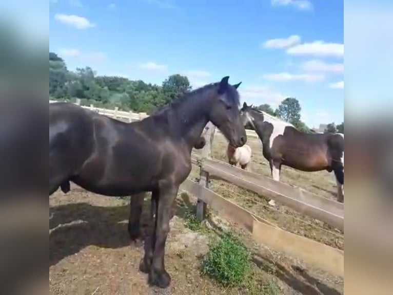 Friesian horses Stallion 1 year Black in Gross Pankow