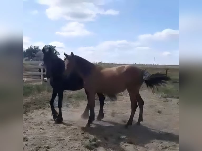 Friesian horses Stallion 1 year Black in Gross Pankow