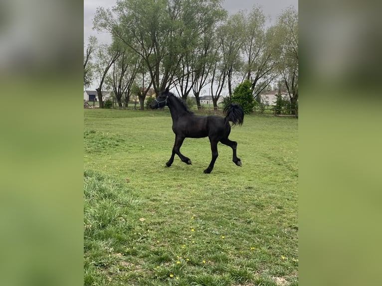 Friesian horses Stallion 1 year Black in Mystkowo