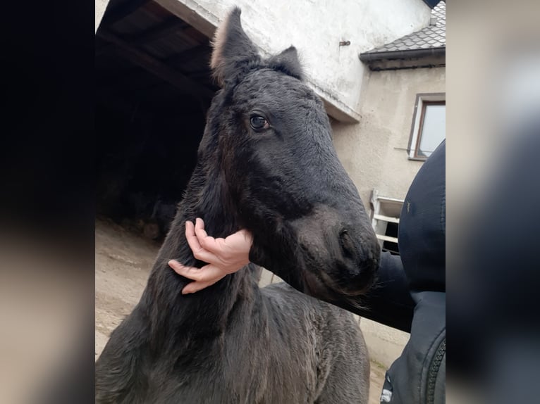 Friesian horses Stallion 1 year Black in Marienberg