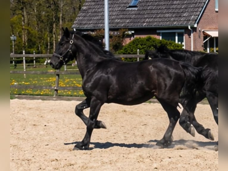 Friesian horses Stallion 1 year Black in Drachten