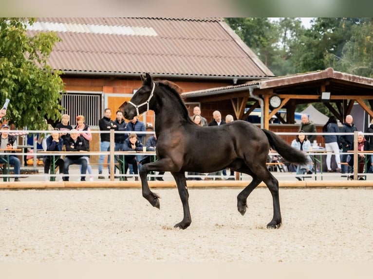 Friesian horses Stallion 1 year Black in ZwönitzZwönitz