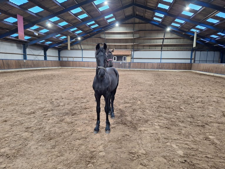 Friesian horses Stallion 1 year Black in Dalen