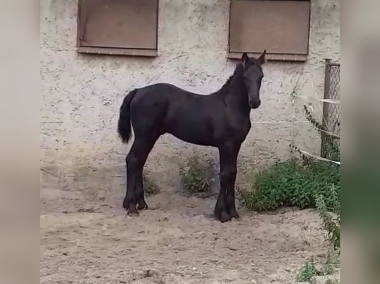 Friesian horses Stallion 1 year Black in Glöwen