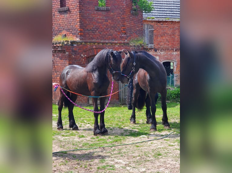Friesian horses Stallion 1 year Black in Glöwen