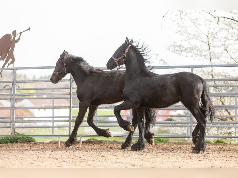 Friesian horses Stallion 1 year Black in Schöllnach