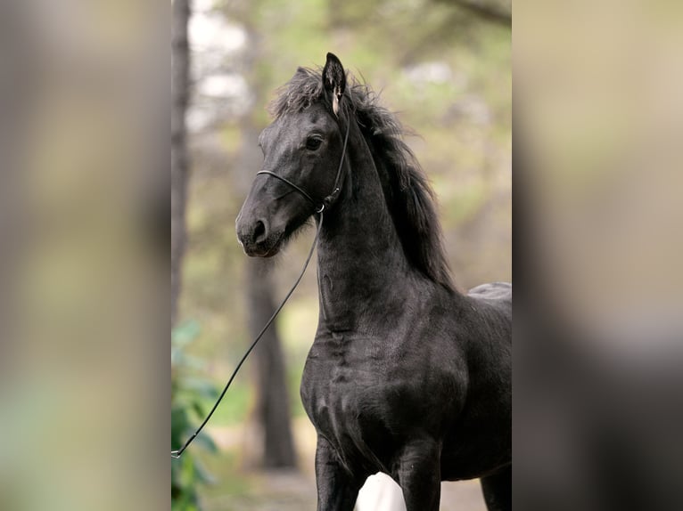 Friesian horses Stallion 1 year Black in Soneja