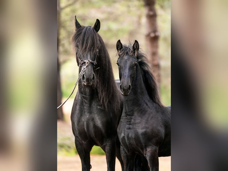 Friesian horses Stallion 1 year Black in Soneja