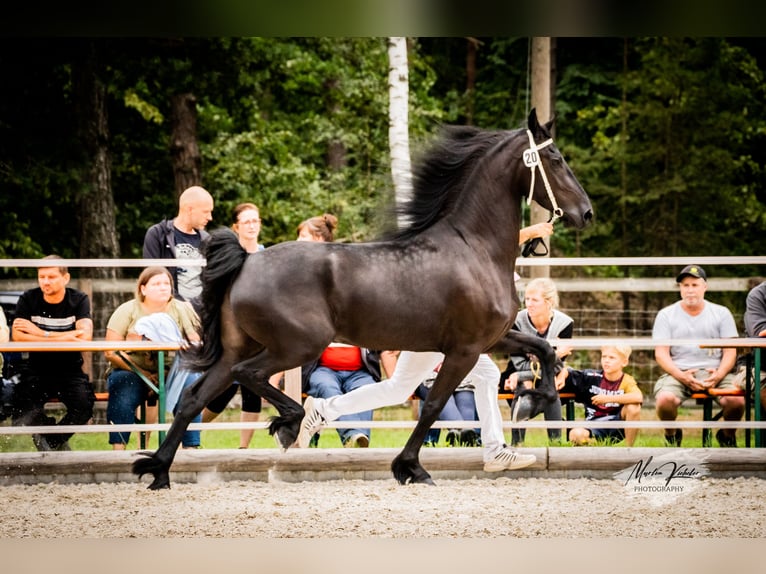 Friesian horses Stallion 1 year in Hosena
