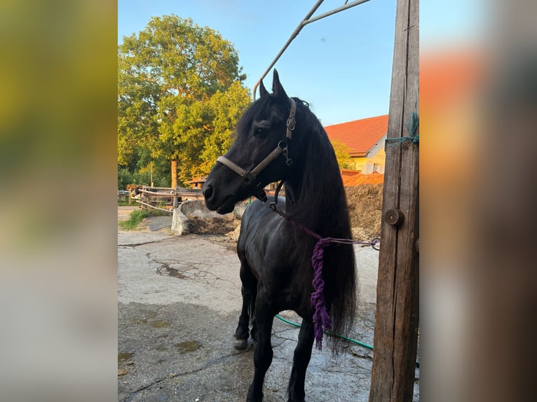 Friesian horses Stallion 20 years 14,2 hh Black in Aeugst am Albis