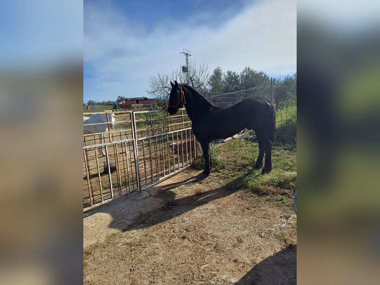 Friesian horses Stallion 20 years 17 hh Black in La Coronada