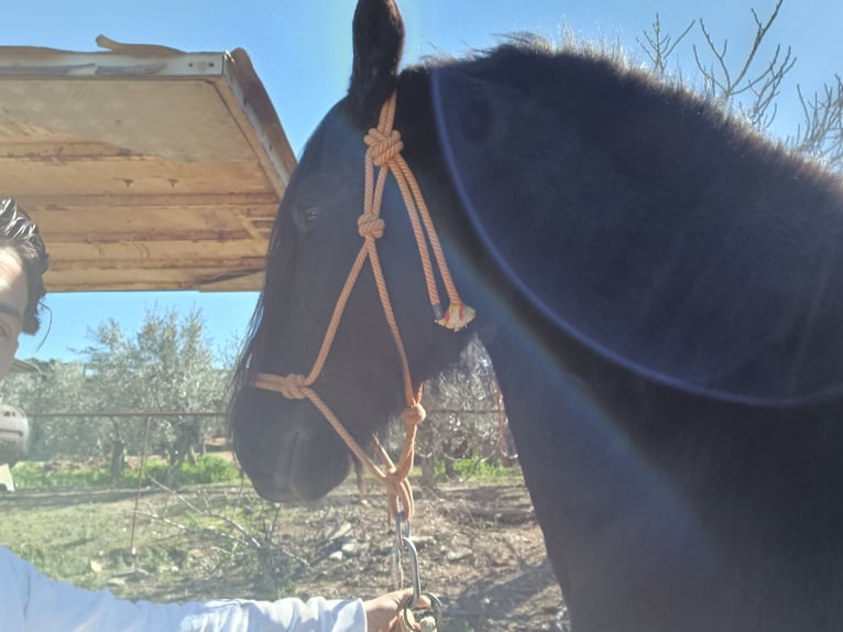 Friesian horses Stallion 20 years 17 hh Black in La Coronada