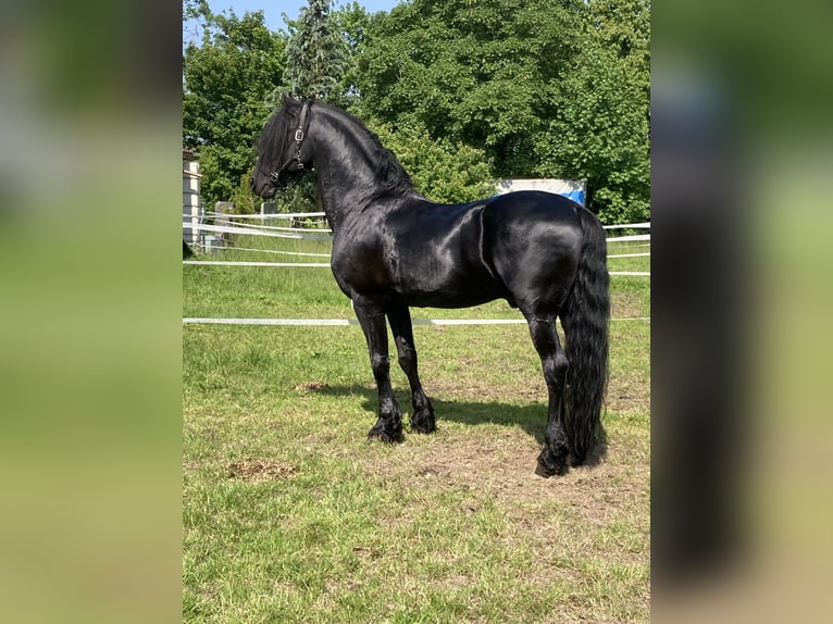 Friesian horses Stallion 22 years 16 hh Black in Tübach