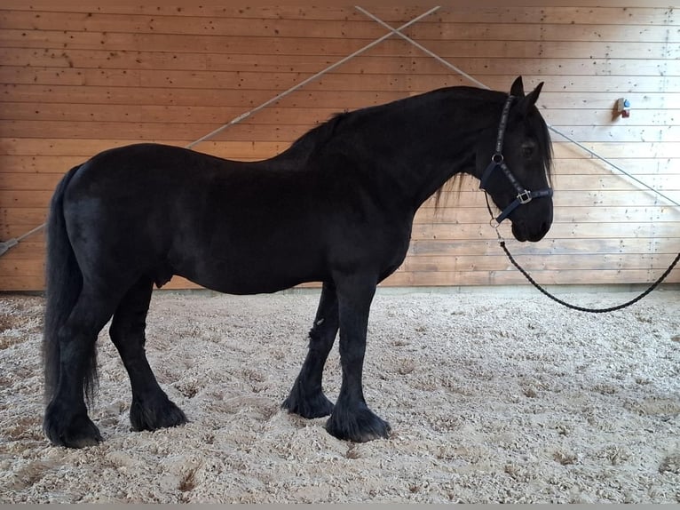 Friesian horses Stallion 22 years Smoky-Black in Madona