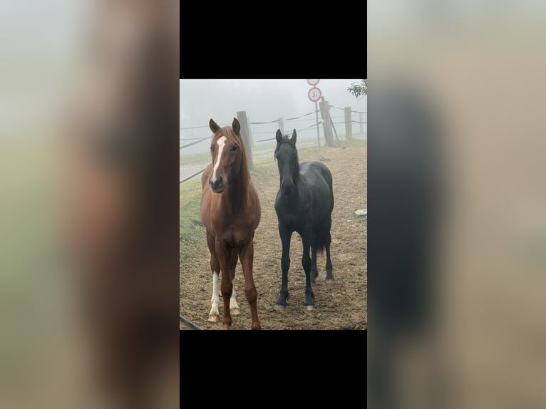 Friesian horses Stallion 2 years 14.3 hh Black in Pöllau