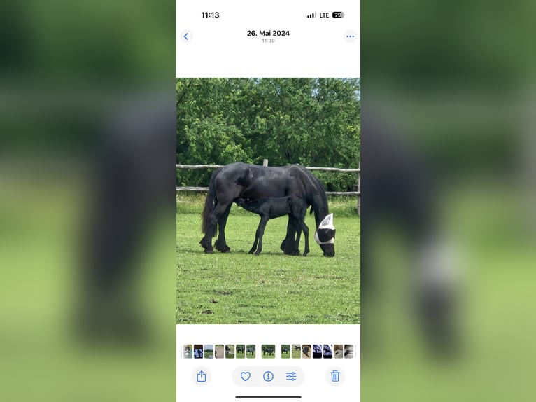 Friesian horses Stallion 2 years 14.3 hh Black in Pöllau