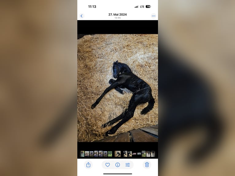 Friesian horses Stallion 2 years 14.3 hh Black in Pöllau