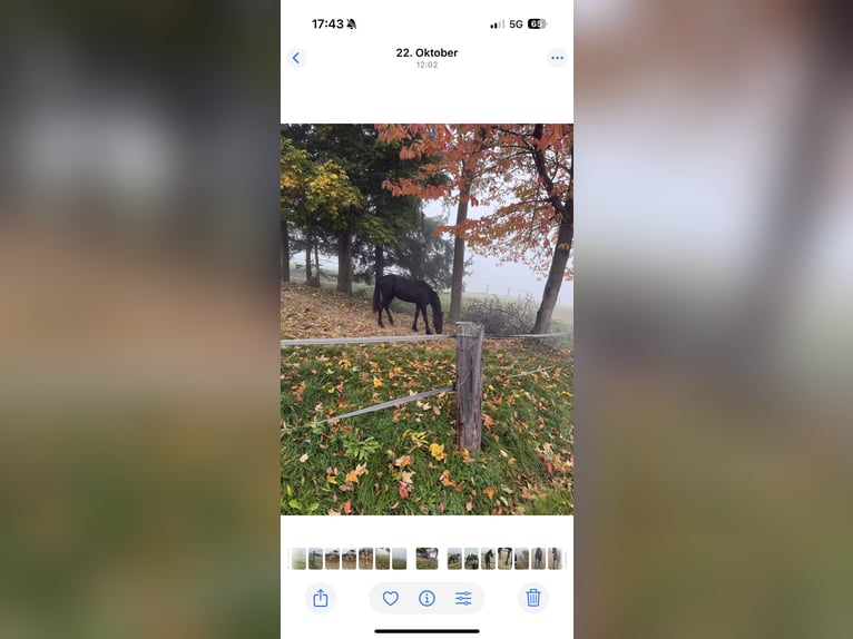 Friesian horses Stallion 2 years 14.3 hh Black in Pöllau