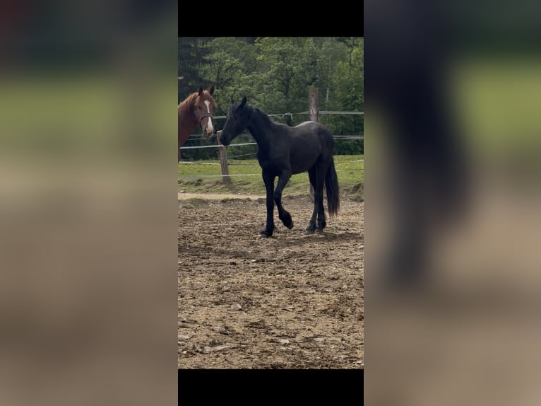 Friesian horses Stallion 2 years 14.3 hh Black in Pöllau