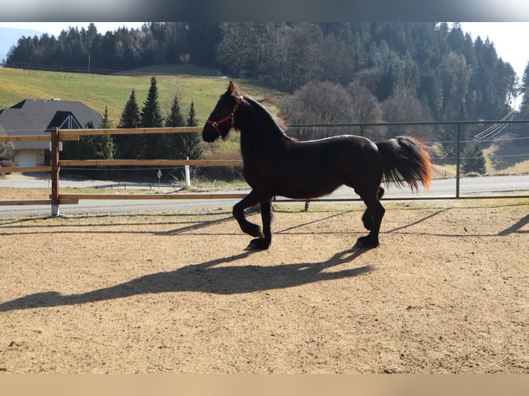 Friesian horses Stallion 2 years 14,2 hh Black in Slovenj Gradec