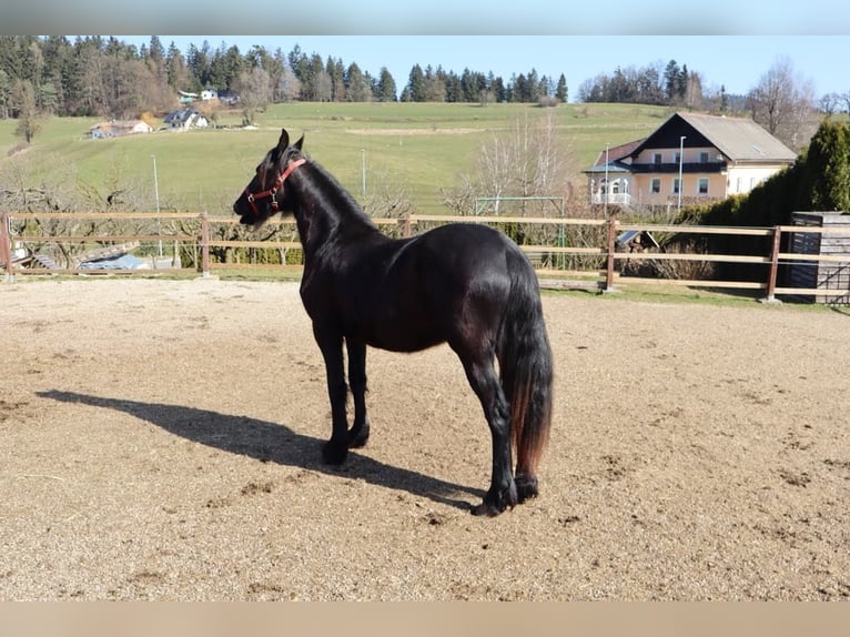 Friesian horses Stallion 2 years 14,2 hh Black in Slovenj Gradec