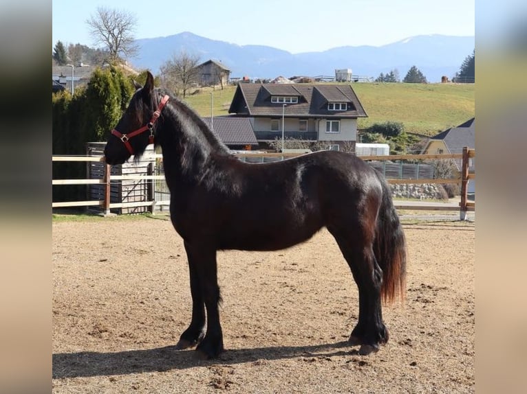 Friesian horses Stallion 2 years 14,2 hh Black in Slovenj Gradec