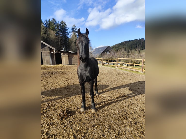 Friesian horses Stallion 2 years 14,2 hh Black in Slovenj Gradec