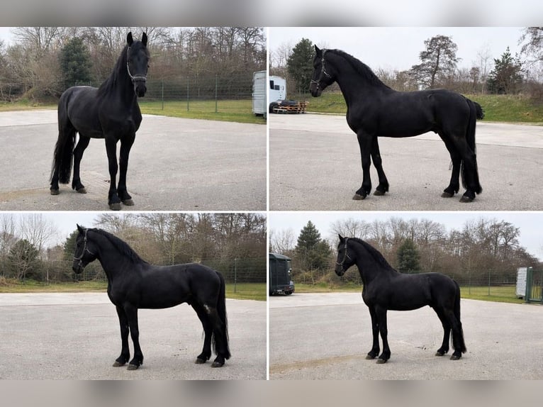 Friesian horses Stallion 2 years 15.2 hh Black in Oosterwolde