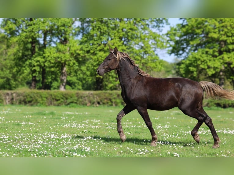 Friesian horses Stallion 2 years 15.2 hh Black in goven