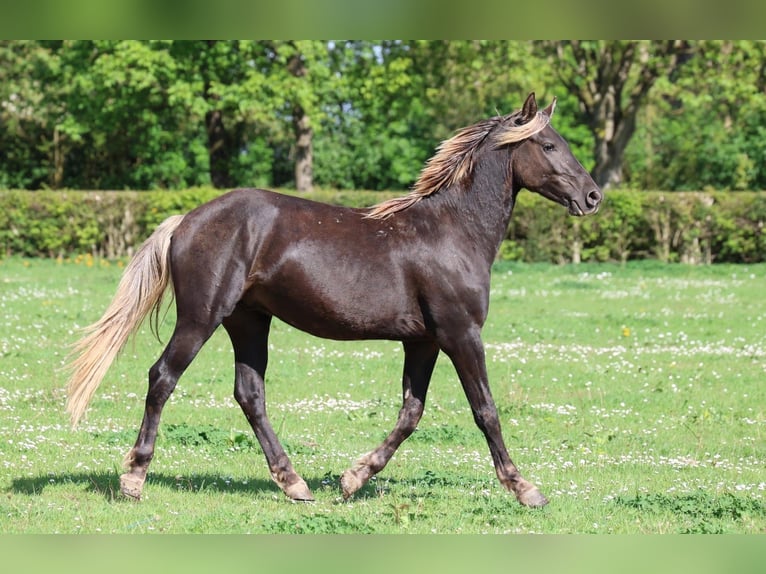 Friesian horses Stallion 2 years 15.2 hh Black in goven