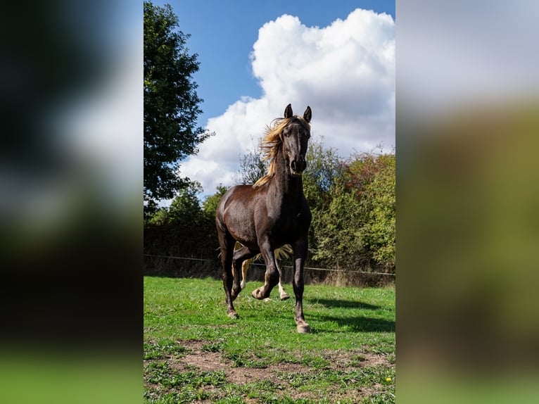 Friesian horses Stallion 2 years 15.2 hh Black in goven