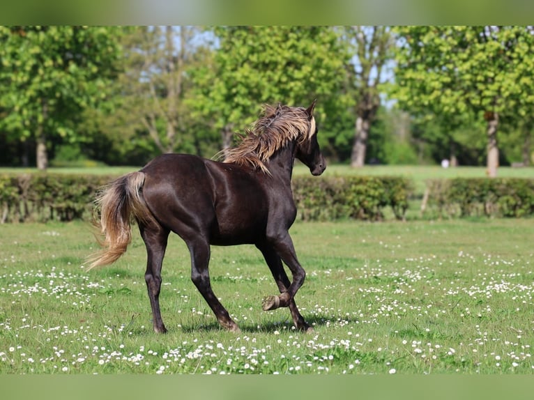 Friesian horses Stallion 2 years 15.2 hh Black in goven